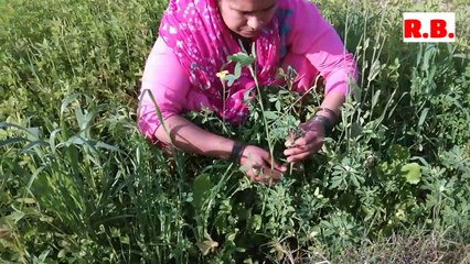 Village women making methi ka paratha/haryana village life /indian village life