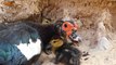 Real wild bird Attack Duck Home - Brave Hen's Mother Protect and Save Her Baby Duck From wild bird