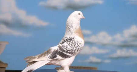 Dünyanın En Pahalı Güvercini, Belçika'da 1 Milyon 252 Bin Euroya Alıcısını Buldu