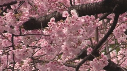 La predicción del florecimiento de los cerezos, un reto para los meteorólogos