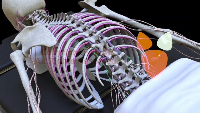 Medical Animations