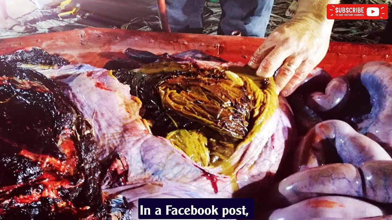 Dead Philippines whale had 40kg of plastic in stomach