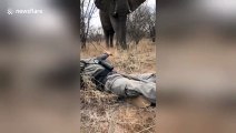 Man has incredible encounter with wild bull elephant on foot