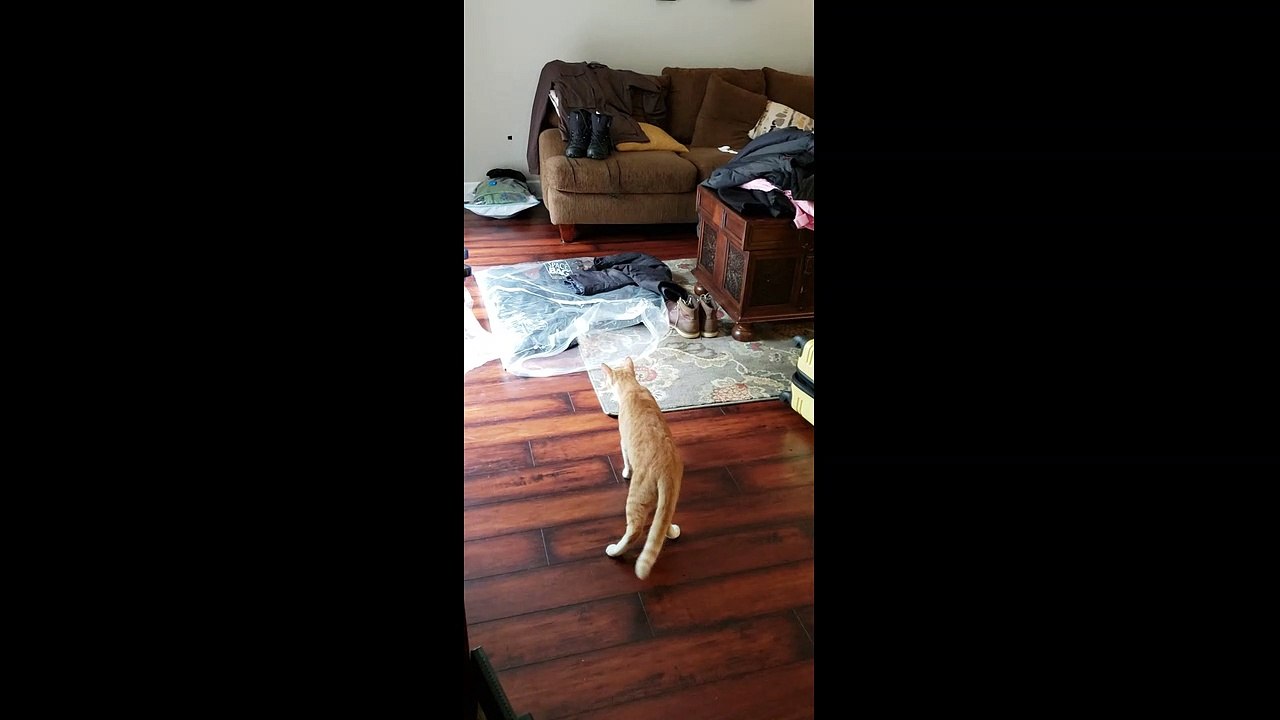 Scaredy-cat leaps into the air after owner gives him a small scare