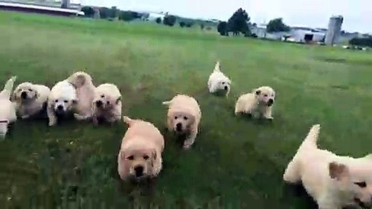 Newsflare Edit - Good golden retriever puppies running together
