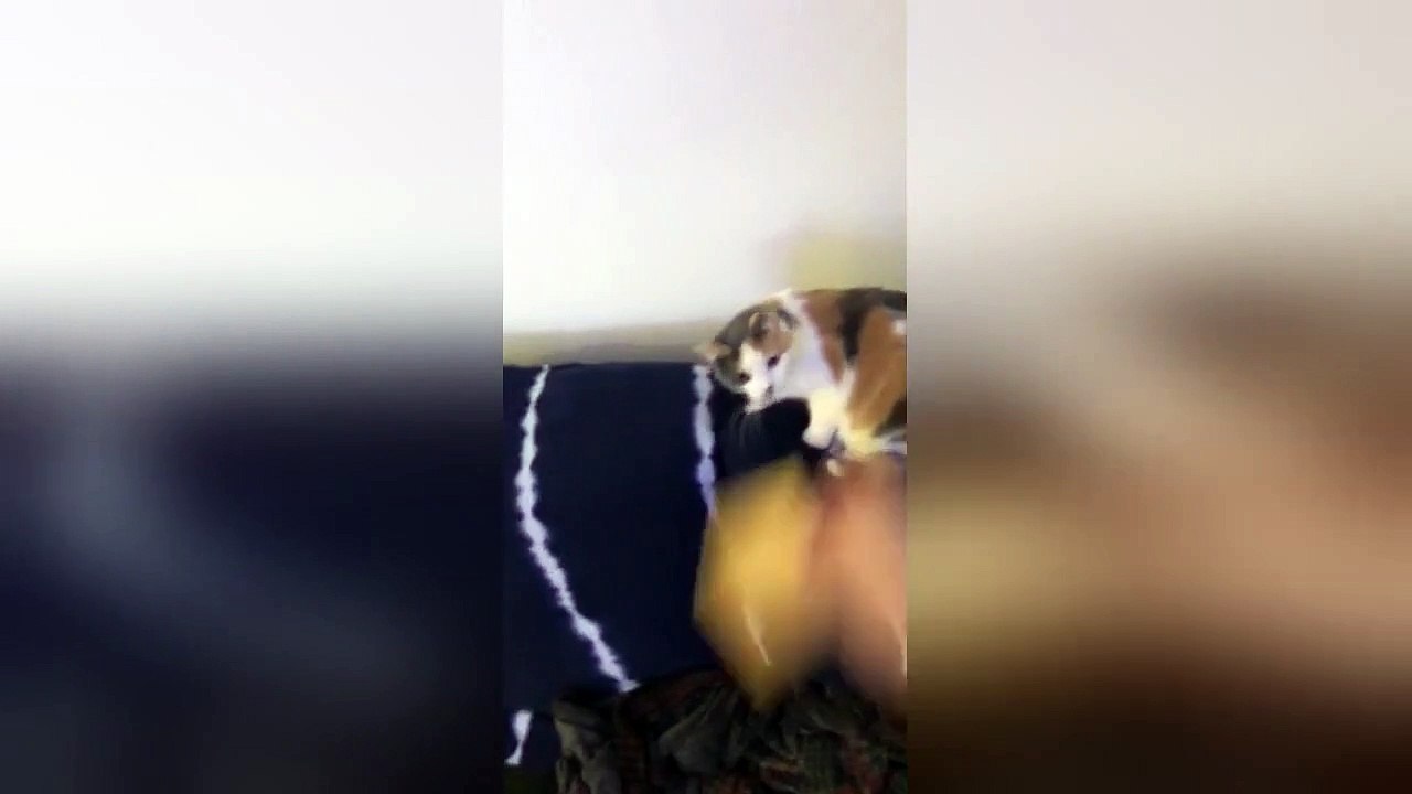 Cat doesn't like the #cheesechallenge but finds cheese tasty