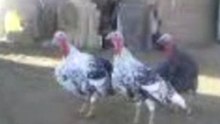 ‏ محفوظات