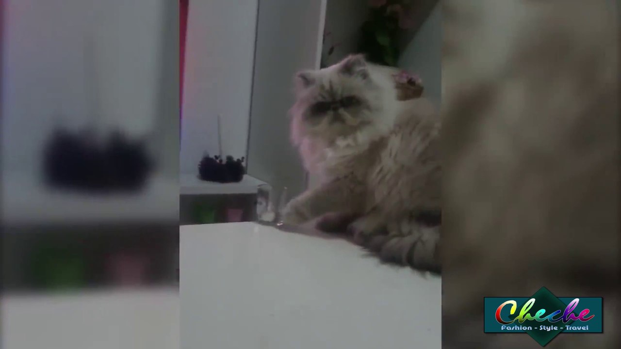 Cats being Jerks | Cats Acting Badly Funny Video. Think twice before buying one as a pet.