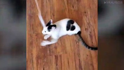 Cat Without Hind Legs Uses Tail To Get Around
