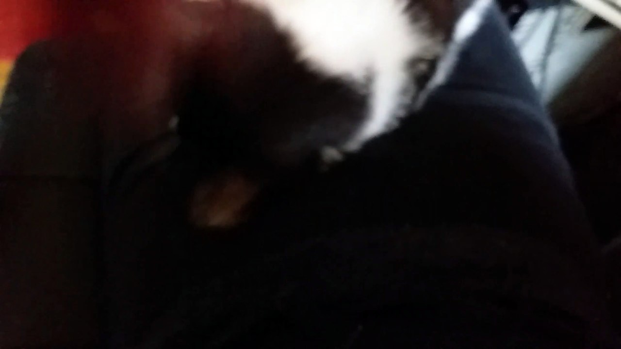SWEET CAT