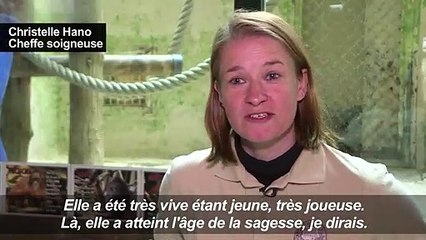 Nénette, l'orang-outan star du Jardin des Plantes, a 50 ans