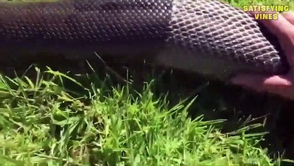 Những điều xảy ra khi động vật lột xác I Things happen when animals molt I Kiếm hiệp Official