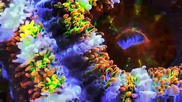 Scuba Diving’s 2019 Sea Heroes