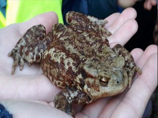 sauvons les crapauds