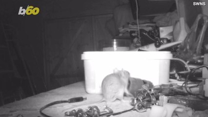 Mysterious Housekeeping Ghost Turns Out to Be Mighty Mouse Maid