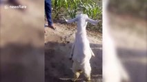 Goat born with paralysed forelegs stuns villagers by learning to walk upright