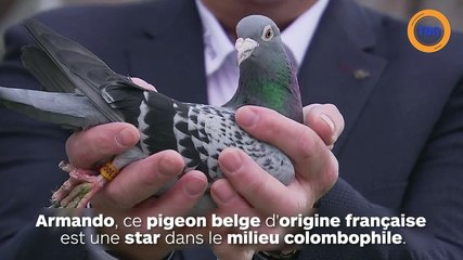 Un pigeon star de la colombophilie est vendu aux enchères à plus d'un million d'euros !