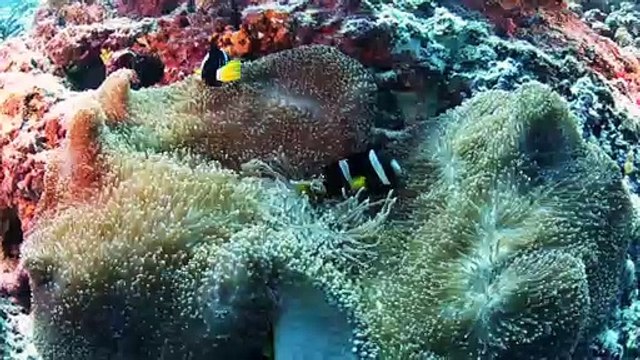 Scuba Diving the Maldives with Four Seasons Explorer