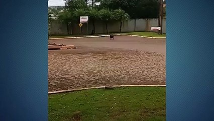 Cães em rua do Bairro Presidente preocupam internauta