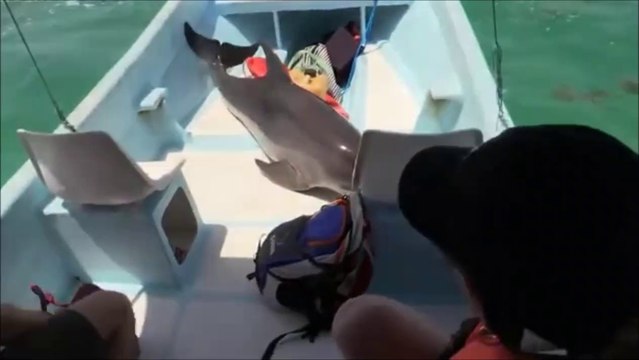 Un dauphin saute dans un bateau de touriste