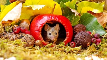George the Mouse in a Log pile House - mouse village