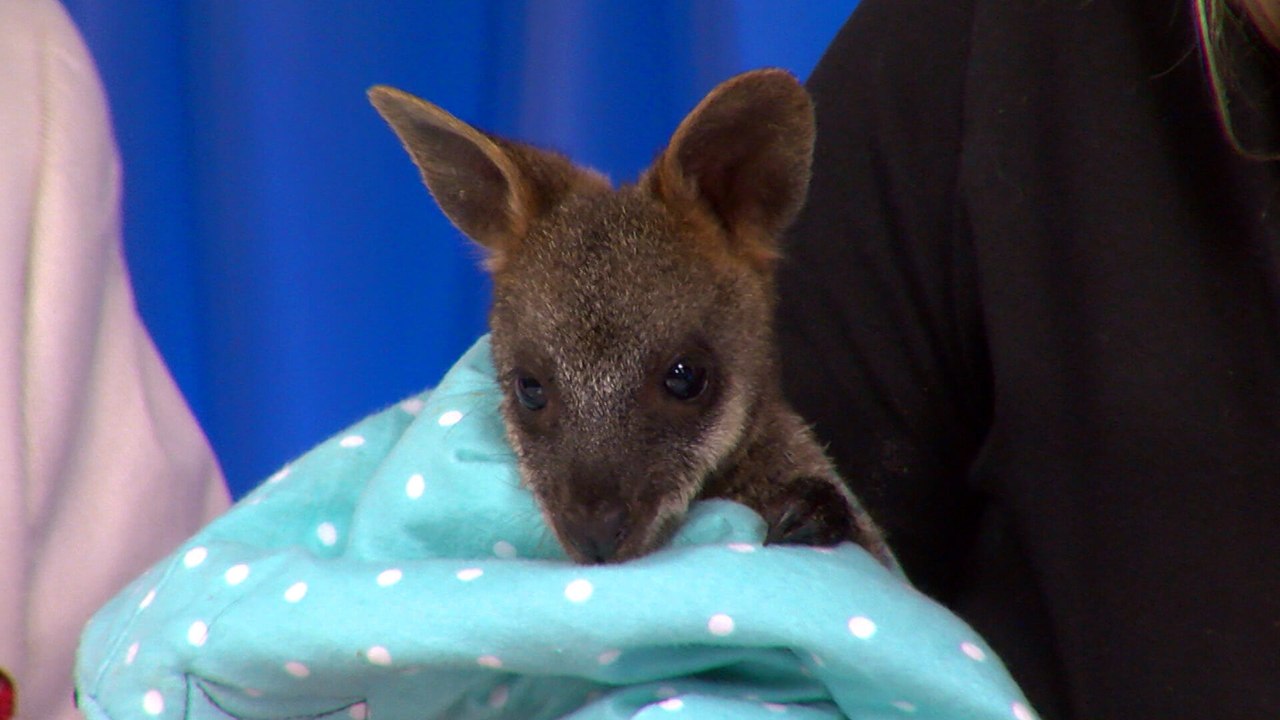 Swamp Wallaby Joey