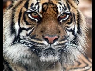 Tigre pleure des larmes de sang