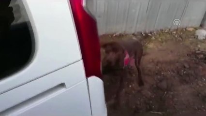 Jandarmadan Uyuşturucu Operasyonu - İstanbul