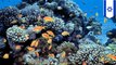 Terumbu karang di laut merah tetap bertahan di tengah pemanasan global - TomoNews