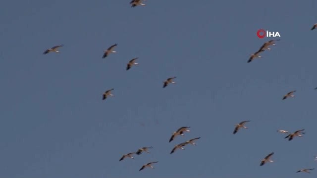 Baharın Müjdecisi Leyleklerden Gökyüzünde Görsel Şölen