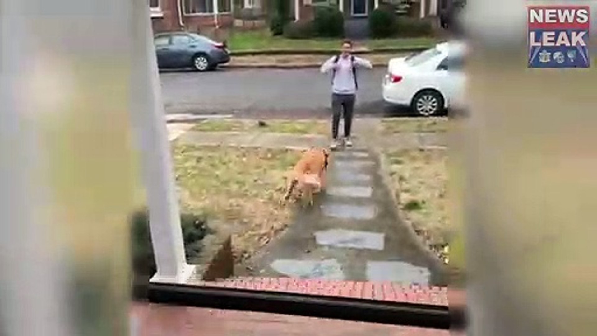 ⁣Cute moment huge dog leaps onto it's owner's arm for a cuddle