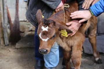 Bu Buzağı Alnında Ay Yıldızı Taşıyor