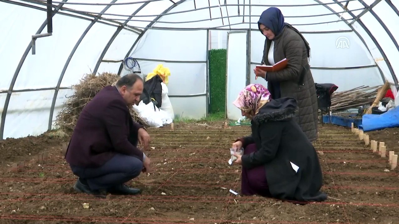 'Bu yıl 100 tonun üzerinde kenevir lifi elde edilebilir' - SAMSUN