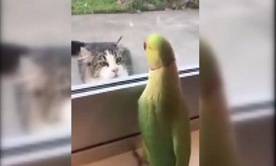 Camın Arkasından Kediyle Böyle Dalga Geçti