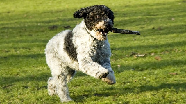 ¿Es correcto tratar a mi perro como una persona?