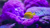 ¿Qué se les da de comer a los peces de acuario?