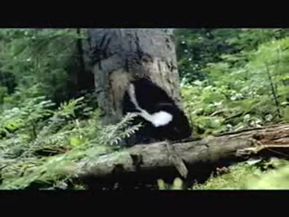 Mèche Blanche - BA