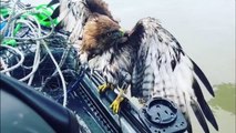 Struggling red-tailed hawk hitches ride to safety on US fisherman's boat