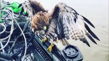Struggling red-tailed hawk hitches ride to safety on US fisherman's boat