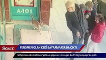 Sosyal medyada fenomen olan kedi Bayrampaşa’da çıktı