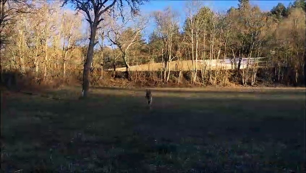 Dog's life
