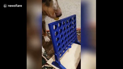 Clever dogs enjoy playing Connect Four