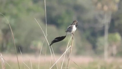 Chim Đẹp Đớp Ruồi Bạo Chúa Đuôi Lạ Loài Chim Hiếm Trên Đà Tuyệt Chủng