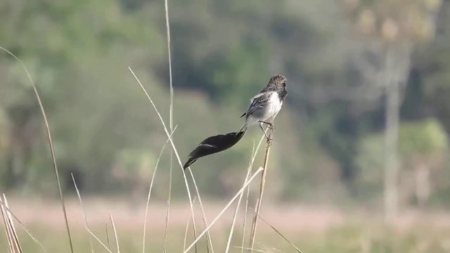 Chim Đẹp Đớp Ruồi Bạo Chúa Đuôi Lạ Loài Chim Hiếm Trên Đà Tuyệt Chủng
