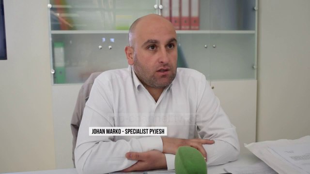 Sëmundja e pishave, dëme në Korçë - Top Channel Albania - News - Lajme