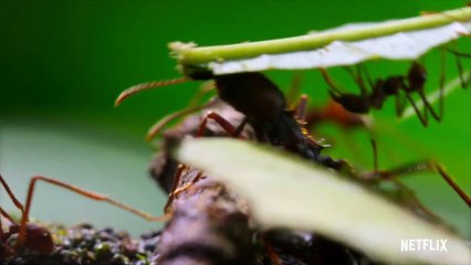 Penélope Cruz pondrá voz al documental 'Nuestro Planeta'