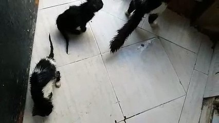 L'AVPAE affiliée à la Fédération Française de la Protection Animale Partie 1