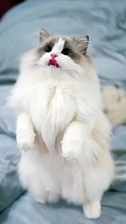Top 10  most beautiful and lovely ragdoll.