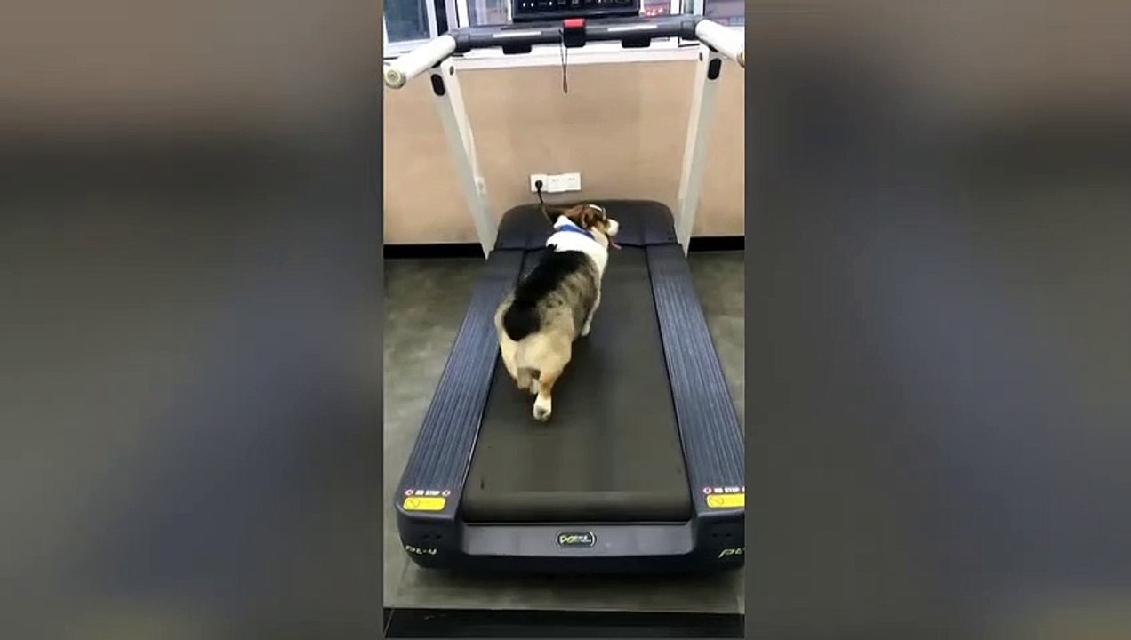 When one puppy is more athletic than the other