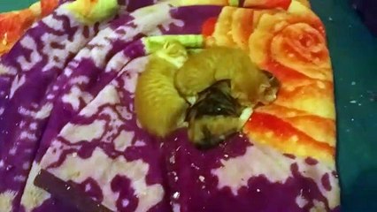 L'AVPAE affiliée à la Fédération Française de la Protection Animale Partie 5